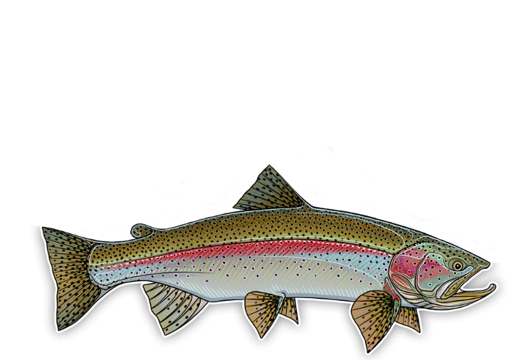 Casey Underwood Oversized Rainbow Trout Decal