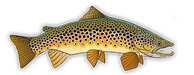 Casey Underwood Oversized Brown Trout Decal