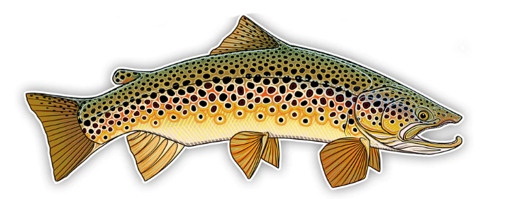 Casey Underwood Oversized Brown Trout Decal