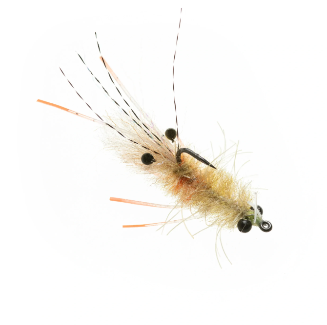 The Mantis Shrimp By EP Flies