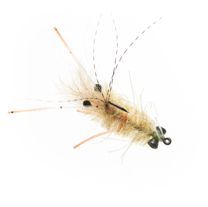 The Mantis Shrimp By EP Flies