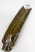 Turkey Biot Quills by Hareline – natural feather fibers ideal for tying segmented fly bodies, wing cases, and nymph legs with crisp definition and durability.