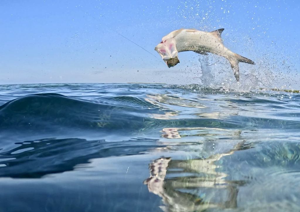 El Pescador Belize Tarpon Fishing