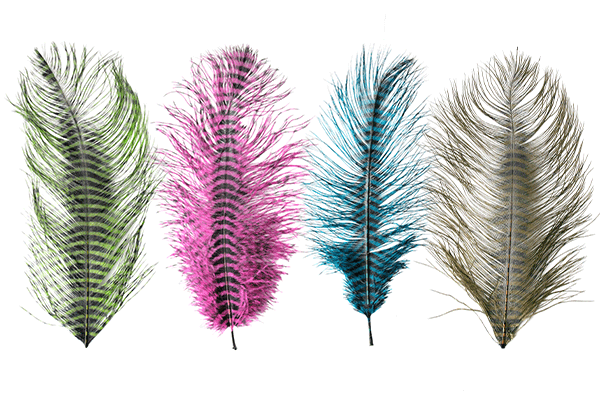 Barred Ostrich Plume by MFC