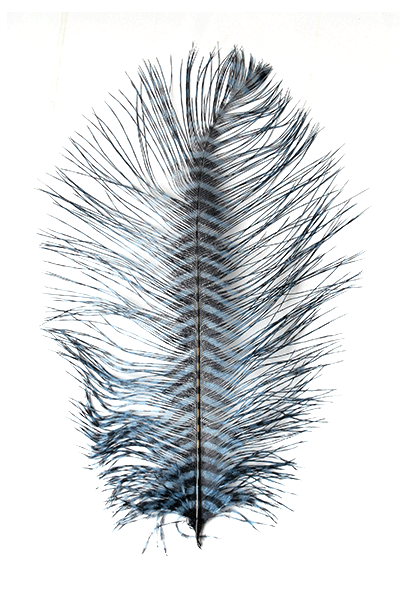 Barred Ostrich Plume by MFC