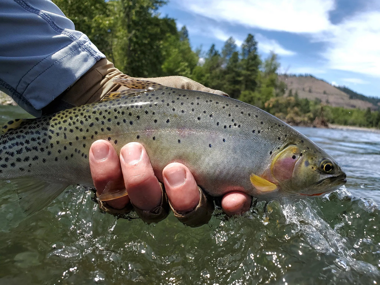 Naches River Cutthroat Trout