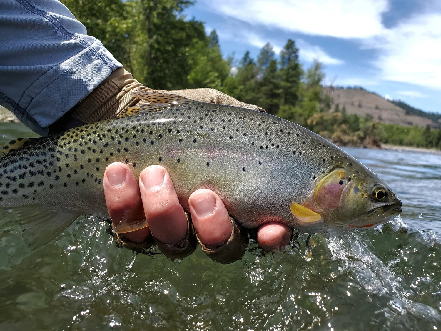Naches River Guided Fly Fishing Trips — Red's Fly Shop