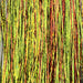 Strands of holographic flashabou in firetiger color, combining vibrant green, yellow, and orange tones for high-visibility streamer and predator fly patterns.
