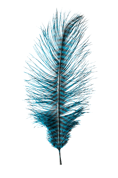 Barred Ostrich Plume by MFC