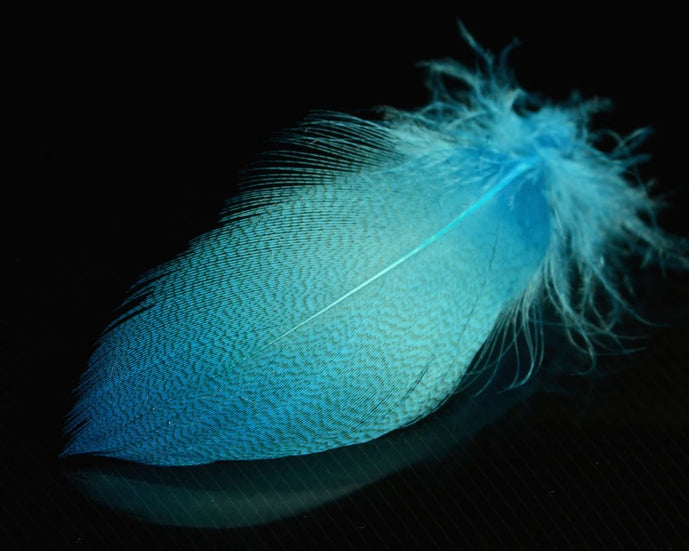 Mallard Spey feathers in fluorescent blue – bright, mottled fibers for high-visibility collars and wings on spey and streamer flies.