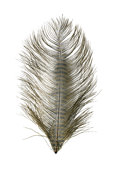 Barred Ostrich Plume by MFC