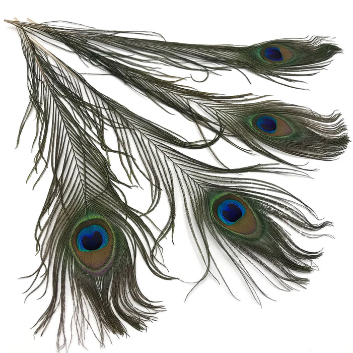 Peacock Eye Stick by Nature’s Spirit – premium natural peacock eye quills used for tying classic wet flies, nymphs, and durable quill-bodied dry flies.