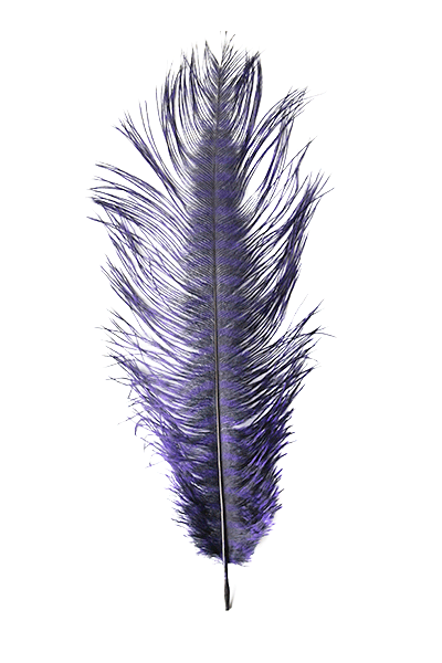 Barred Ostrich Plume by MFC