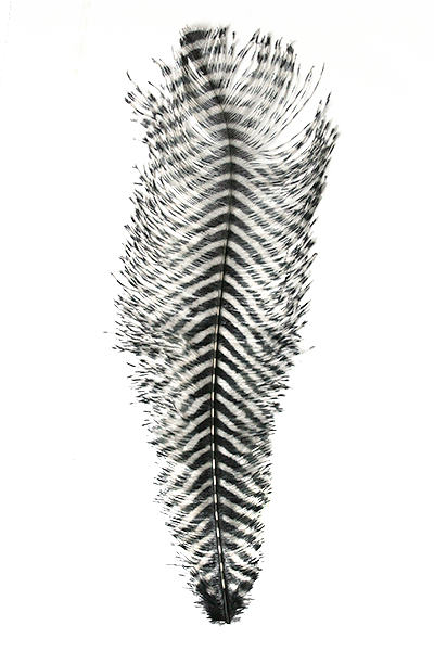 Barred Ostrich Plume by MFC
