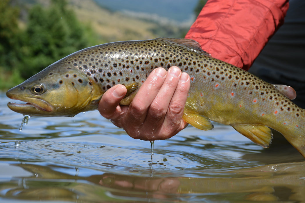 best dry flies for trout