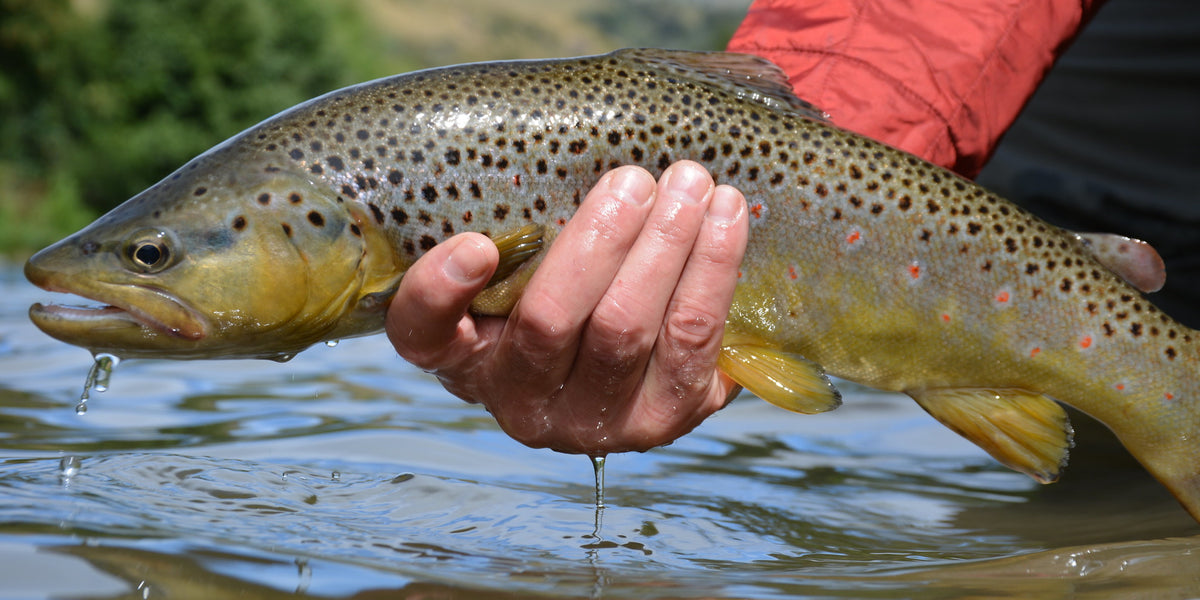 The 12 Best Dry Flies for Trout — Red's Fly Shop