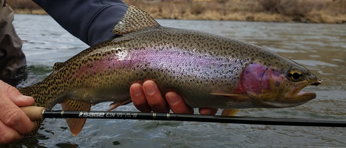 best euro nymphs for esn fishing