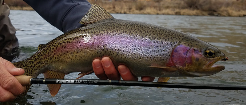 best euro nymphs for esn fishing