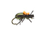 Cantaria Beetle