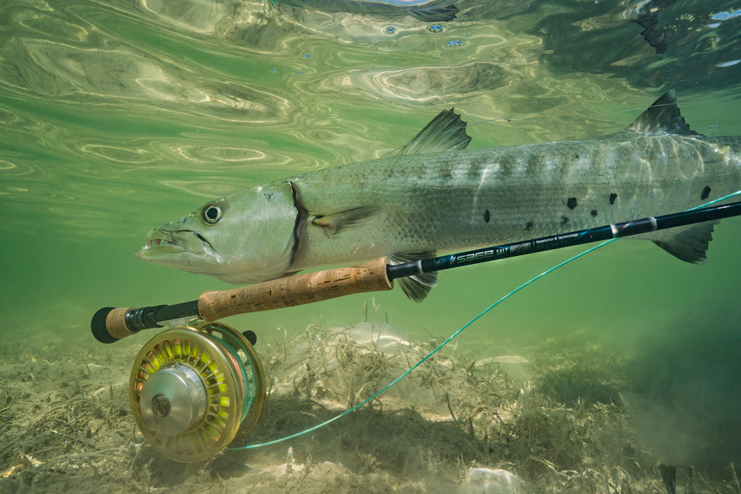 saltwater fly rod for barracuda