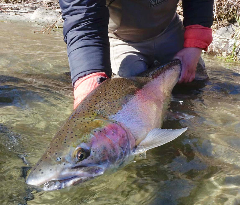 the best flies for spey fishing steelhead